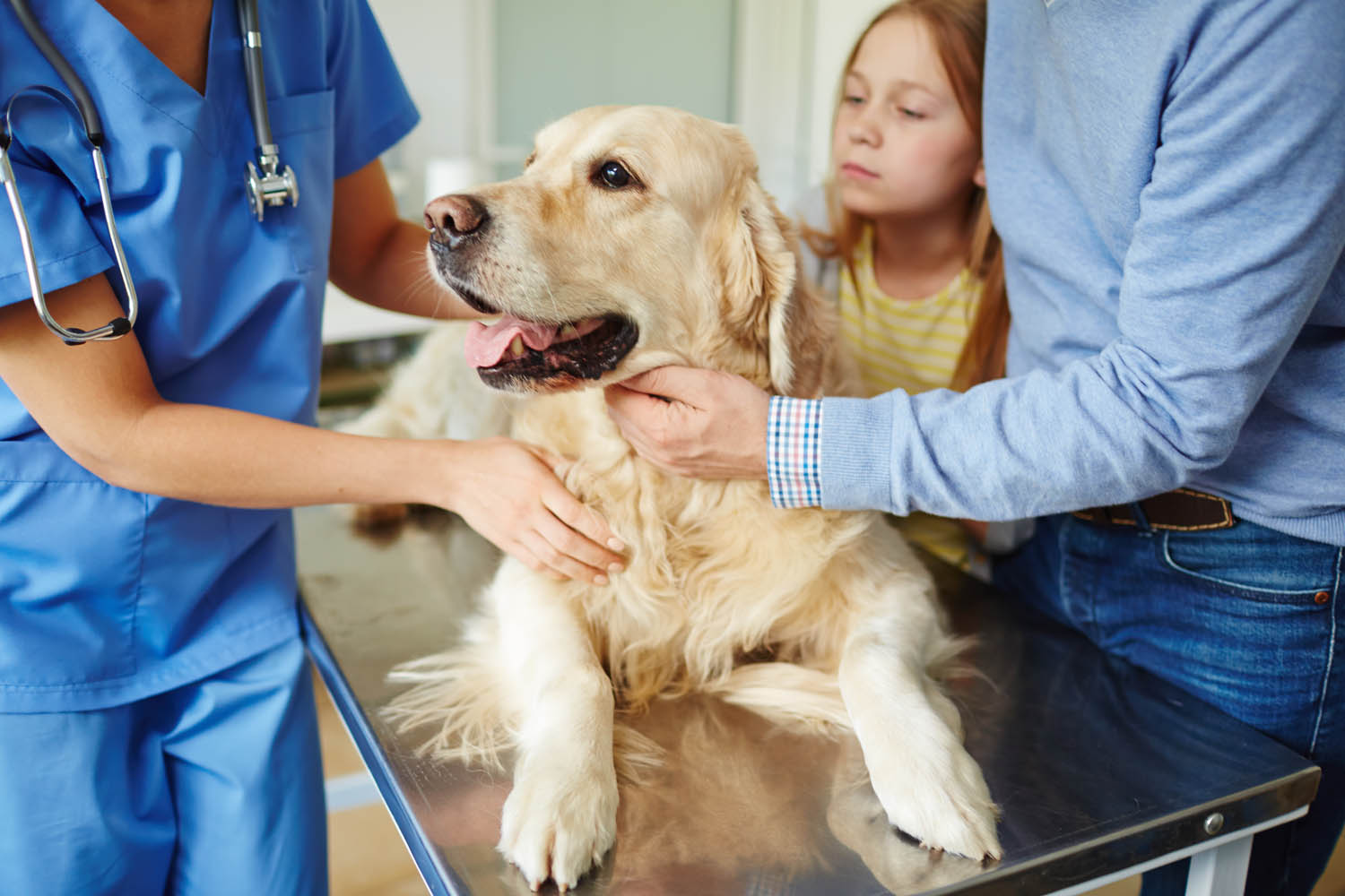 Internal Medicine Orca Vet Nanaimo